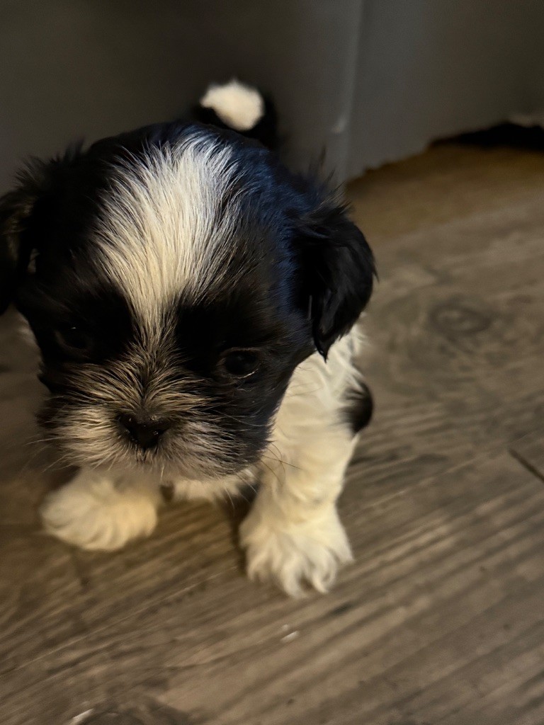 Des Canailles De Boubou - Chiots disponibles - Shih Tzu