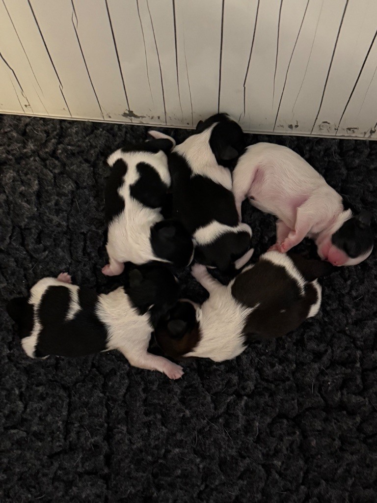 Chiot Shih Tzu Des Canailles De Boubou