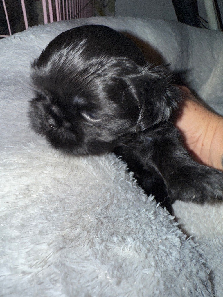 Des Canailles De Boubou - Chiots disponibles - Shih Tzu