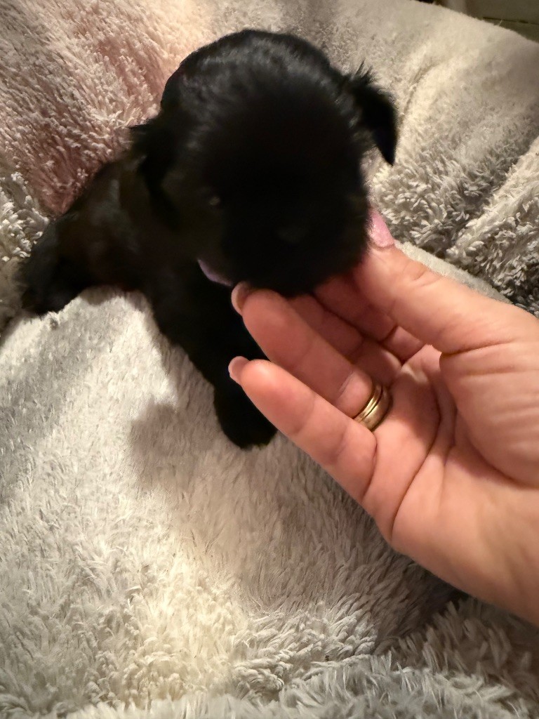 Des Canailles De Boubou - Chiots disponibles - Shih Tzu