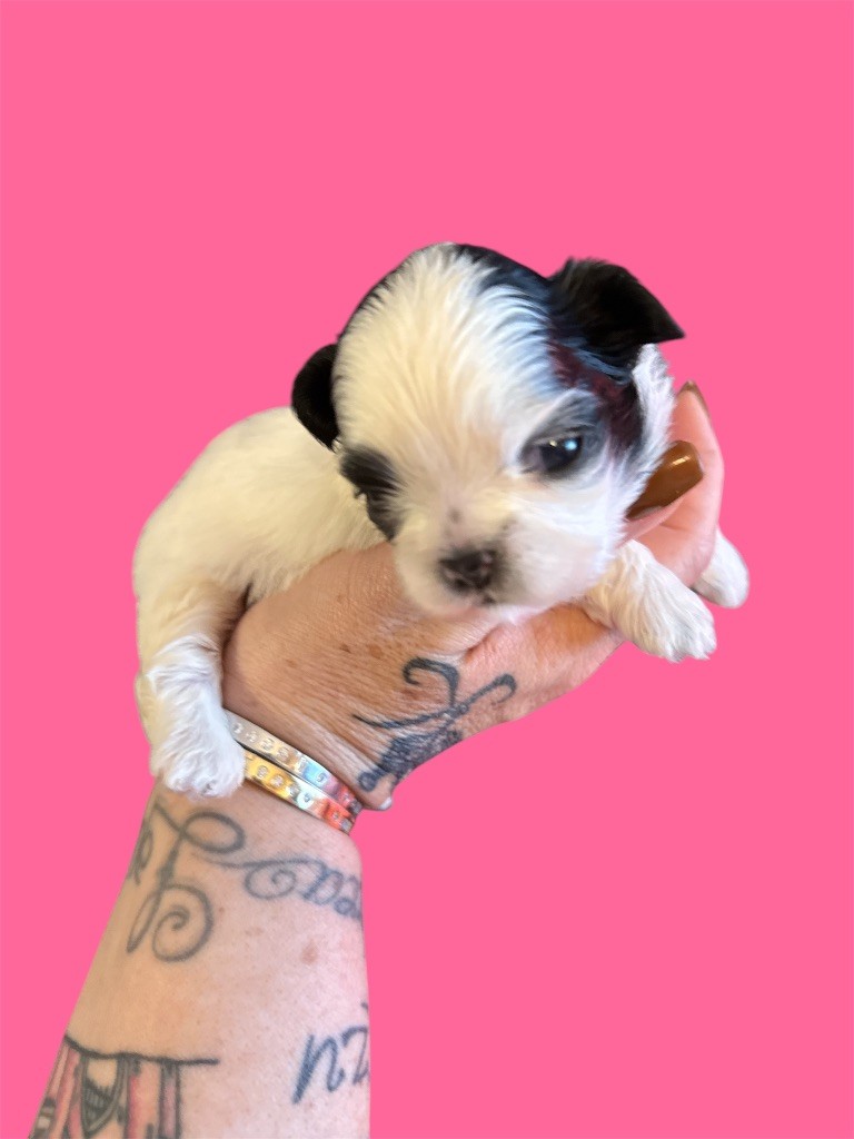 Des Canailles De Boubou - Chiots disponibles - Shih Tzu